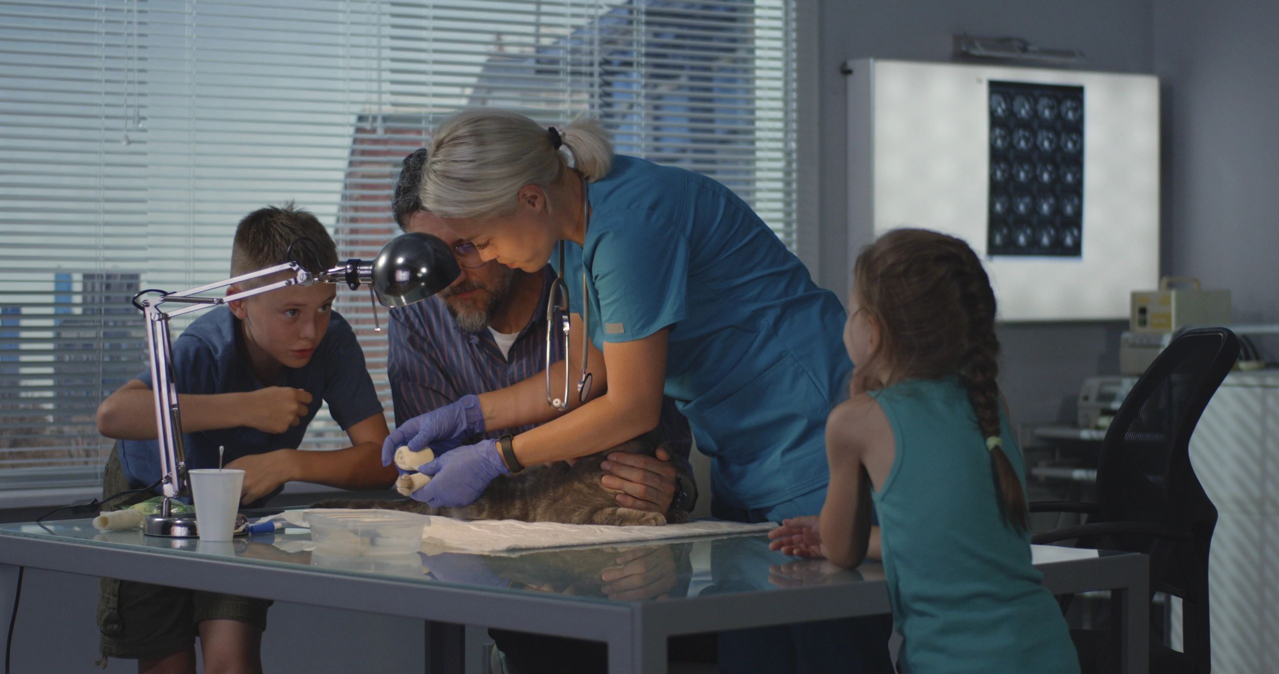 Veterinarian bandaging cat to represent emergency care skills