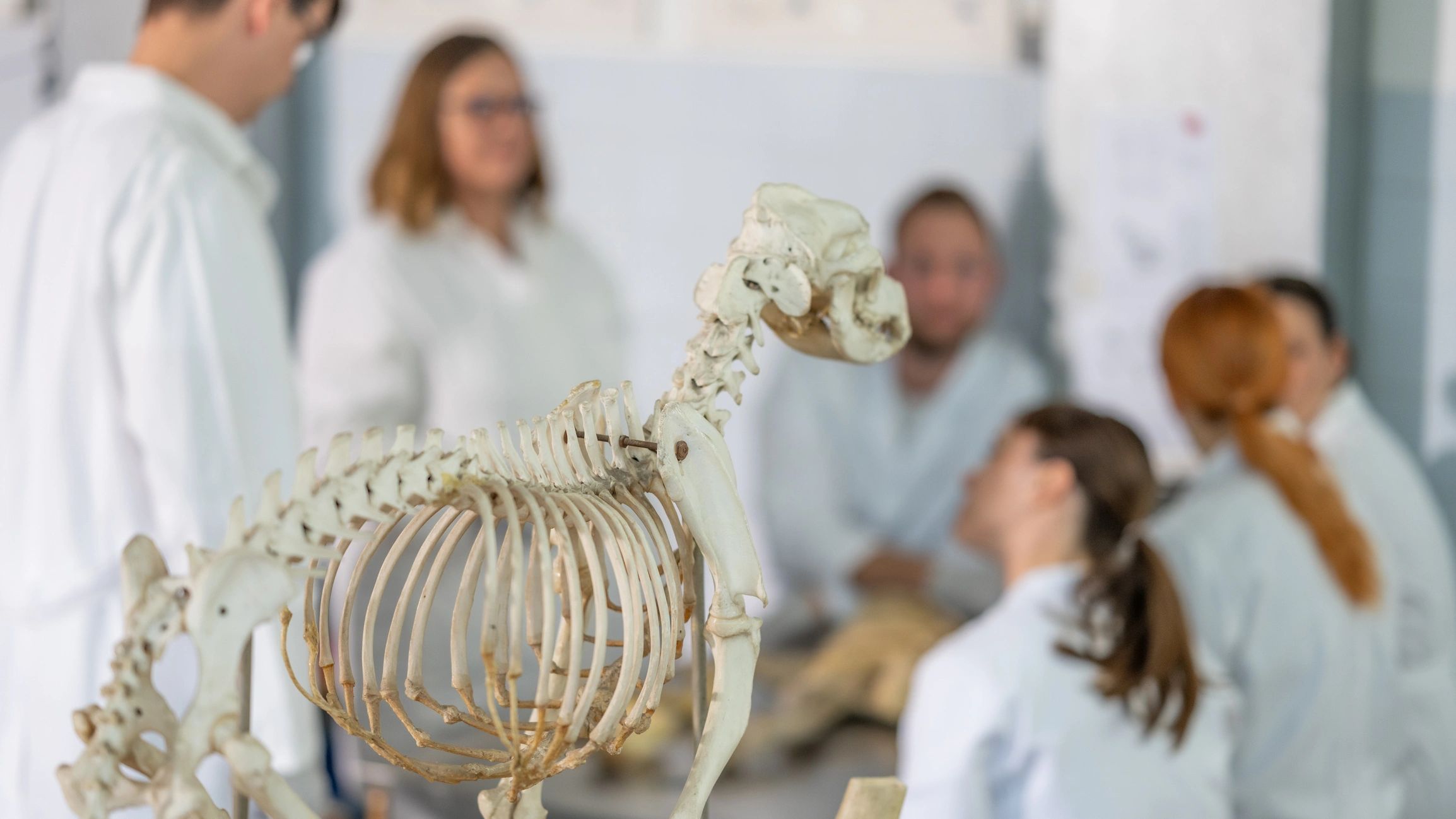 Veterinary training environment supporting pet emergency education